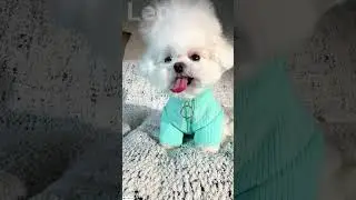 How can someone be so lovely🥰🥰 #cute #leo #funnydog #pets #shorts #fyp #fypシ #fypシ゚viral #viral