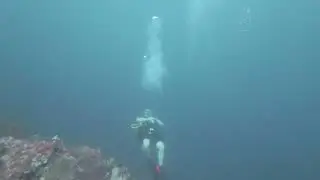 Scuba Diving in Calapan Mindoro with Coral Reef Safari group