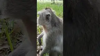 Comedy monkey,funny public monkey , feeeding poor public monkey
