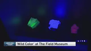 Around Town - Wild Color
