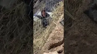 C&Oacute;MO HACE SU NIDO UNA CONEJA PRE&Ntilde;ADA 🐇.T&Uacute; CONEJO OREJON🐇