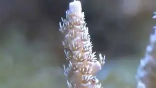 Millipora