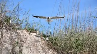 The Audubon Moment - The Laughing Gull