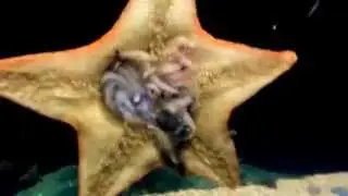 Starfish eating shrimp and fish. Dissolving them?