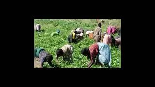 FEDDE GIƳIRAAƁE MALAAƁE (Jowol)/Yeewtere FINATAWA:Jolal waalo e Ruumaano jeeri e co&ntilde;aadi mumen Hanki