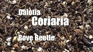 Dalotia (Atheta) Coriaria - Rove Beetle