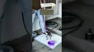 Como Entrenar a tu Cachorro para ir al Ba&ntilde;o