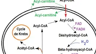 Master I. Bio&eacute;nergitique. B&eacute;ta oxydation 