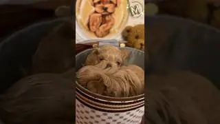 #maltipoo #маленькиесобачки #love #мальтипу #питомниксобак #dog #puppy