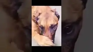 Dog covers his nose