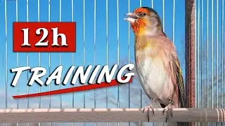 GOLDFINCH Mule 12h Singing - The Best for Training