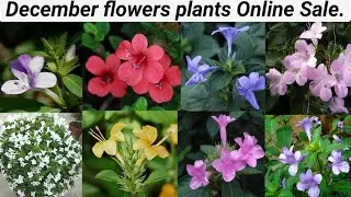 December Flower plants online sale/ఒక msg చేస్తే, మీ ఇంటికే మొక్కలు వస్తాయి/limited roots plants.