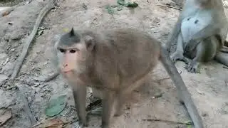 Small baby monkey play with his brother