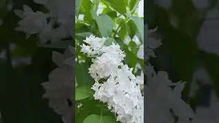 White Lilac in spring time