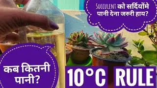 Does your Succulent get thirsty in winter? Succulent Watering Schedule for Winter.
