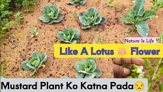 Kamal Ke Fool Khile Hai 🌷🤗 | Mustard Plant Ko Kyo Kaat Diya 🤔🌱 | Aaj Ki Bumper Harvesting 🤗🌿🥕🥬