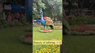 Beauty Of Lalbhag Botanical Garden🌸🌼 #lalbhag #bangalore #placestoexplore #naturelovers #flowers