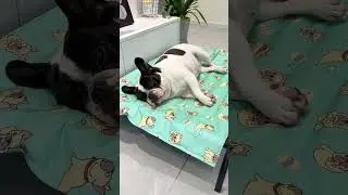 Как охладить собаку летом: охлаждающий коврик для животных поможет