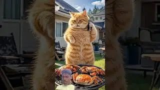 #funny #animals #cat #funnycats #cartoon #fouryou #beautiful #vairal