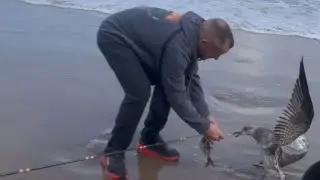 Seagull Rescue: Kind Man Saves Bird from Fishing Hook || WooGlobe