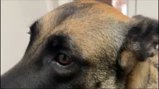 犬の散歩 ベルジアンシェパードマリノア