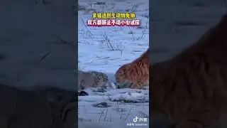 When a domestic cat encounters a wild manul