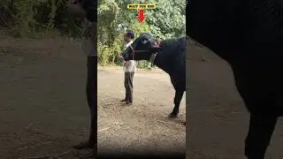 🚨Krosur Buffalo Market Letest Video 2026 | Erragadda Buffalo Market New Video | New Buffalo Market