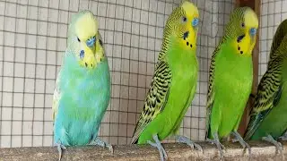 Chirping of Parakeet Budgie Birds 3 Hr , Listen to Nature Bird Songs, Meditation to Reduce Stress