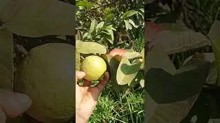 beautiful nature Village ##अमरूद and guava farm rural Life