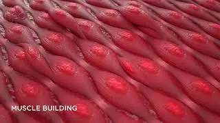 Emsculpt Neo VIDEO Moa animation ENUS101