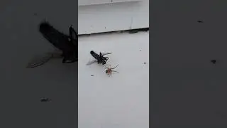 Spider vs Fly - Round 1