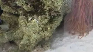 Aptasia dominated tank gets Berghia Nudibranch order from salty underground