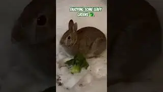 #backyardanimals#bunny#rabbits#rabbit#cuteanimals#shorts#shortsviral#nature#snow#bunnies#wildlife#fy