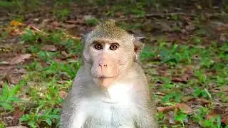 Monkey Grab In Cambodia Good All Monkeys In Khmer #071
