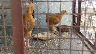 Polarity farm in home 🏠 fancy chicken for 🐔 child beautiful home and get ready for work 