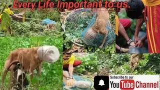 Every life important to us // #video #rescue #viral #viralvideo #trending #animalrescue #firefighter