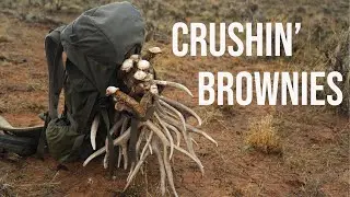 Crushin' Brownies - Mule Deer Sheds