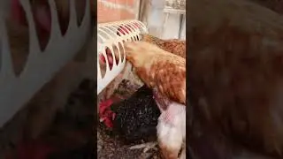 La Gallina Y el gallo Carijo