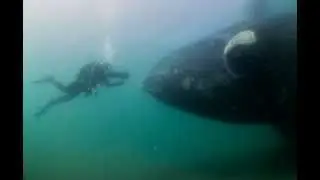 The Story: Divers Approached by Southern Right Whales