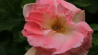 HYBRIDATION DES ROSIERS