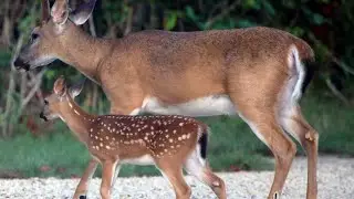Key Deer: The Tiny Giants of the Florida Keys 🦌🌴