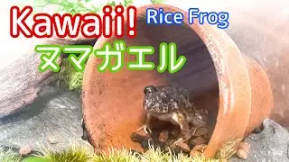 ヌマガエルってこんなカエルです
