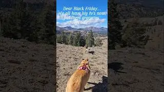 Holiday Hikes | Black Friday Chaos ❄️😂 | Charlie & Kai Trail Run 🐾 #Shorts