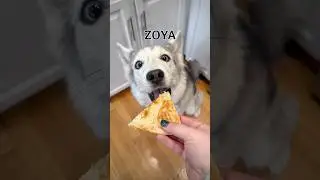 Rating my dogs&rsquo; ability to take a &ldquo;small bite.&rdquo;