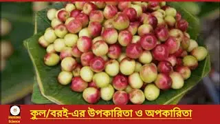 কুল বা বরই এর উপকারীতা / পুষ্টিগুণ/ কুল বা বরই এর অপকারীতা (বাংলায়) 