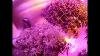XXXL Indoor Cannabis Strain Smirffete,Kings Kush,Tangerine Dream,and Girl Scout Cookies