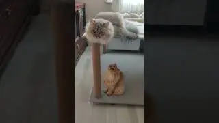 CAT FAMİLY
