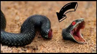 5 ANIMALS THAT CAN LIVE EVEN AFTER DEATH AND CAN RISK YOUR EXISTENCE!