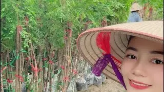 Cây giống bồ kết ghép 0349.610.612