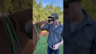 Быстрый способ ухода за лошадью! #Шорты